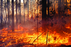 Development of forest fire on sunset background